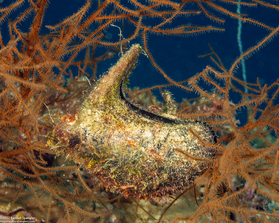 Pteria penguin (Common Wing Oyster)