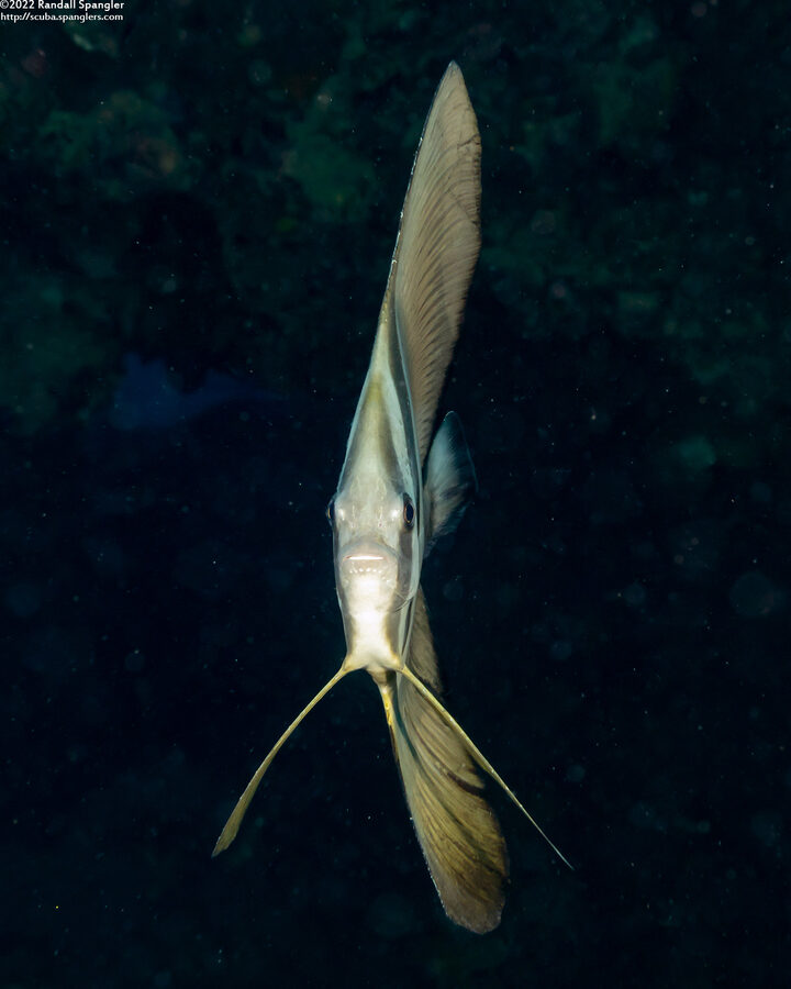 Platax boersii (Golden Spadefish)