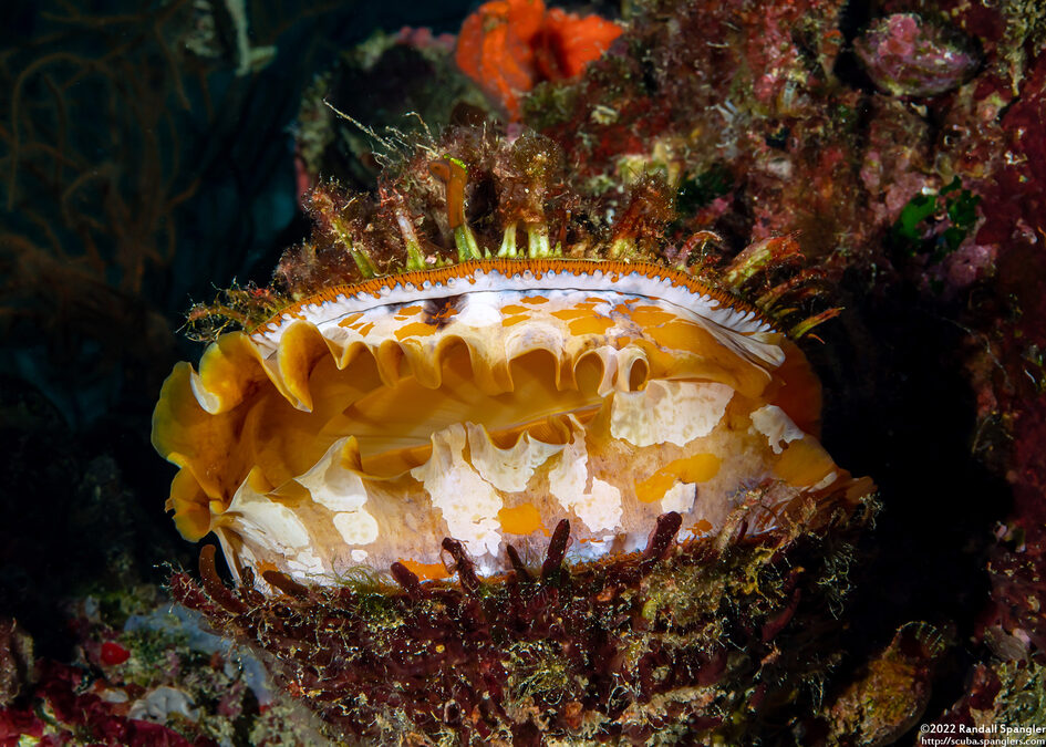 Spondylus varius (Variable Thorny Oyster)