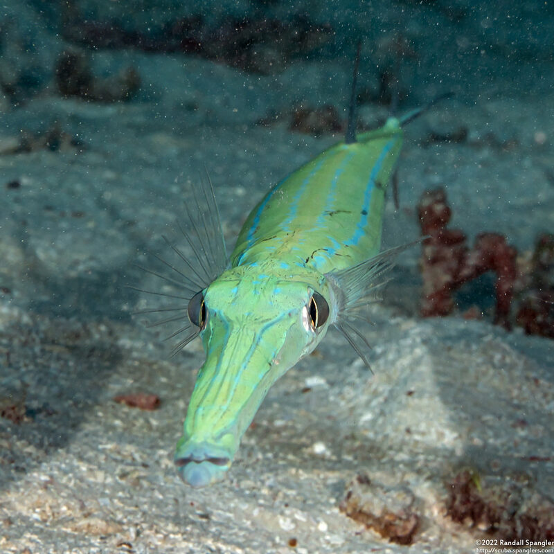 Fistularia commersonii (Bluespotted Cornetfish)