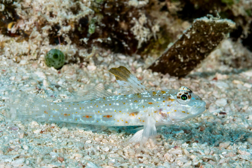 Fusigobius melacron (Blacktip Sandgoby)