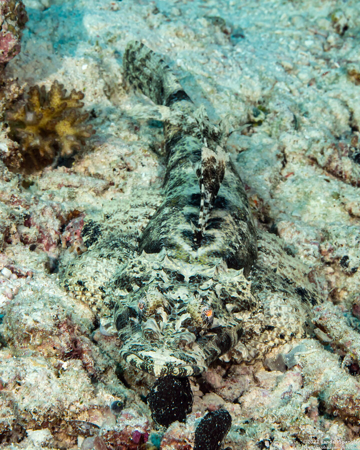 Cymbacephalus beauforti (Crocodile Flathead)