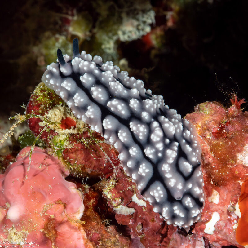 Phyllidiopsis fissurata (Phyllidiopsis Fissurata)