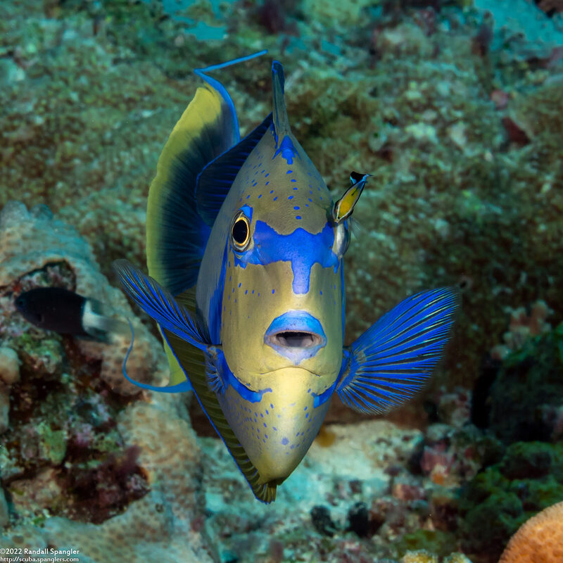 Naso vlamingii (Bignose Unicornfish)