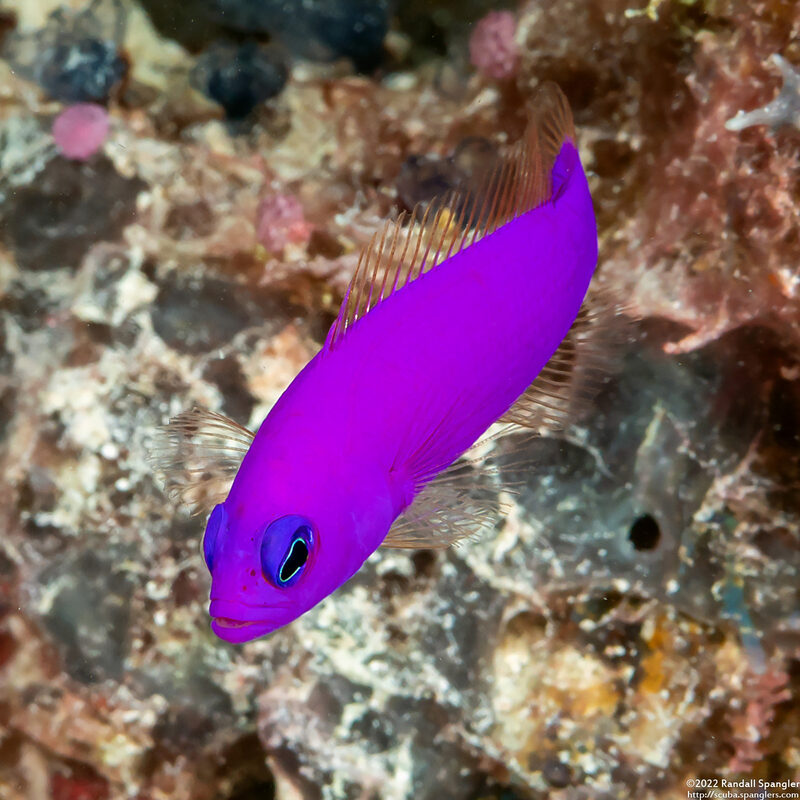 Pictichromis porphyrea (Magenta Dottyback)