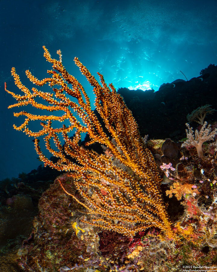 Acanthogorgia sp.2 (Acanthogorgia sp.2)