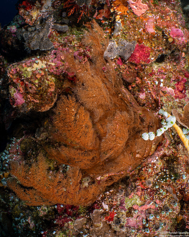 Myriopathes ulex (Feathery Black Coral)
