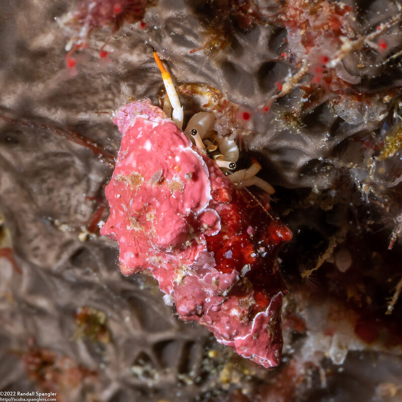 Calcinus minutus (White Hermit Crab)