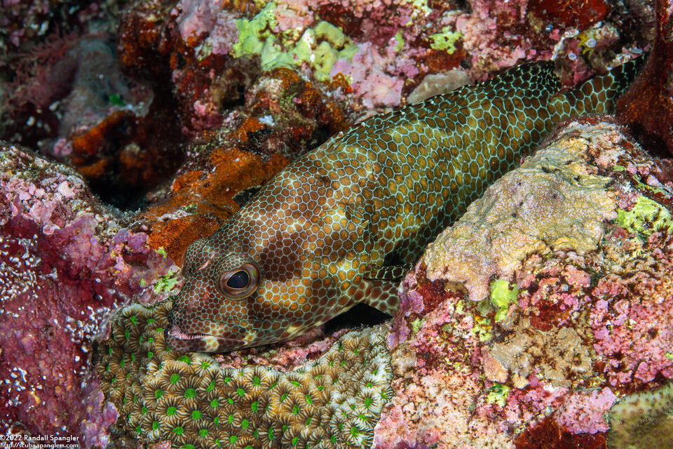 Epinephelus hexagonatus (Hexagon Grouper)
