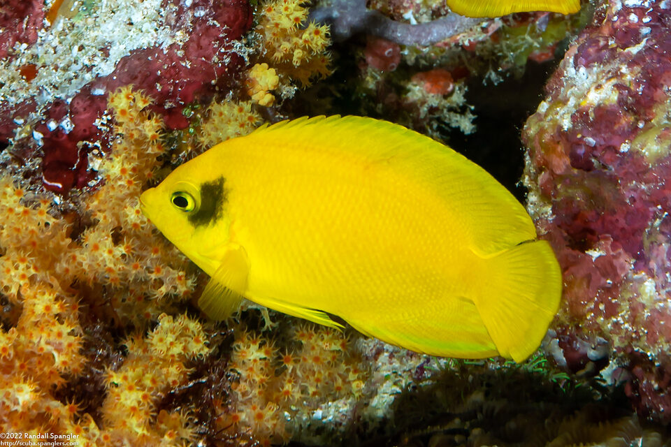 Centropyge heraldi (Yellow Pygmy Angelfish)