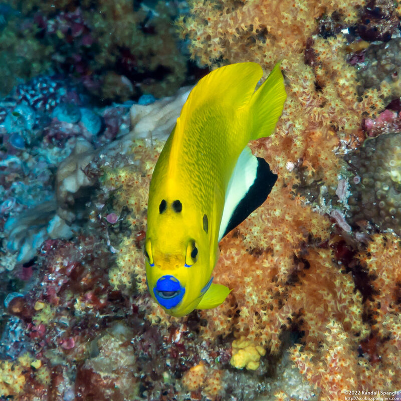 Apolemichthys trimaculatus (Three-Spot Angelfish)