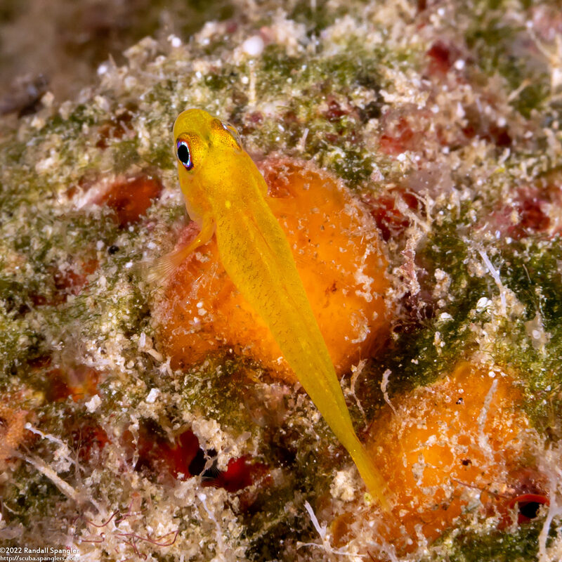 Trimma milta (Redearth Pygmygoby)