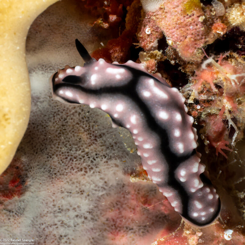 Phyllidiella lizae (Liz's Phyllidiella)