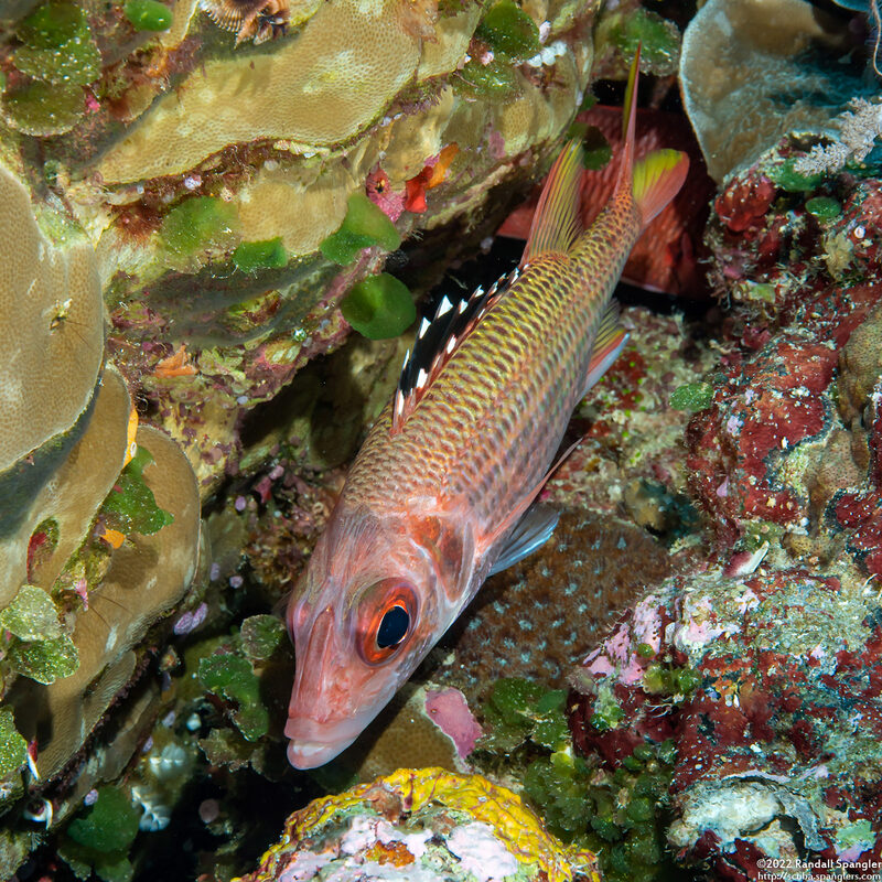 Neoniphon opercularis (Blackfin Squirrelfish)