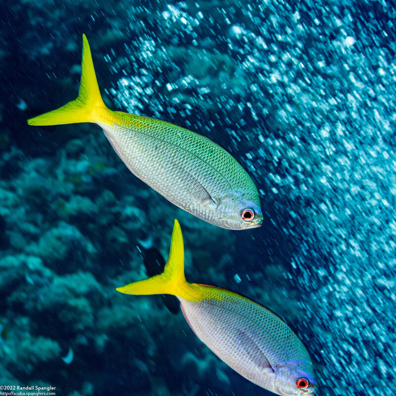 Caesio cuning (Yellowtail Fusilier)