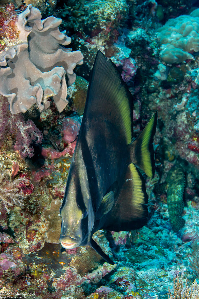 Platax pinnatus (Pinnate Spadefish)