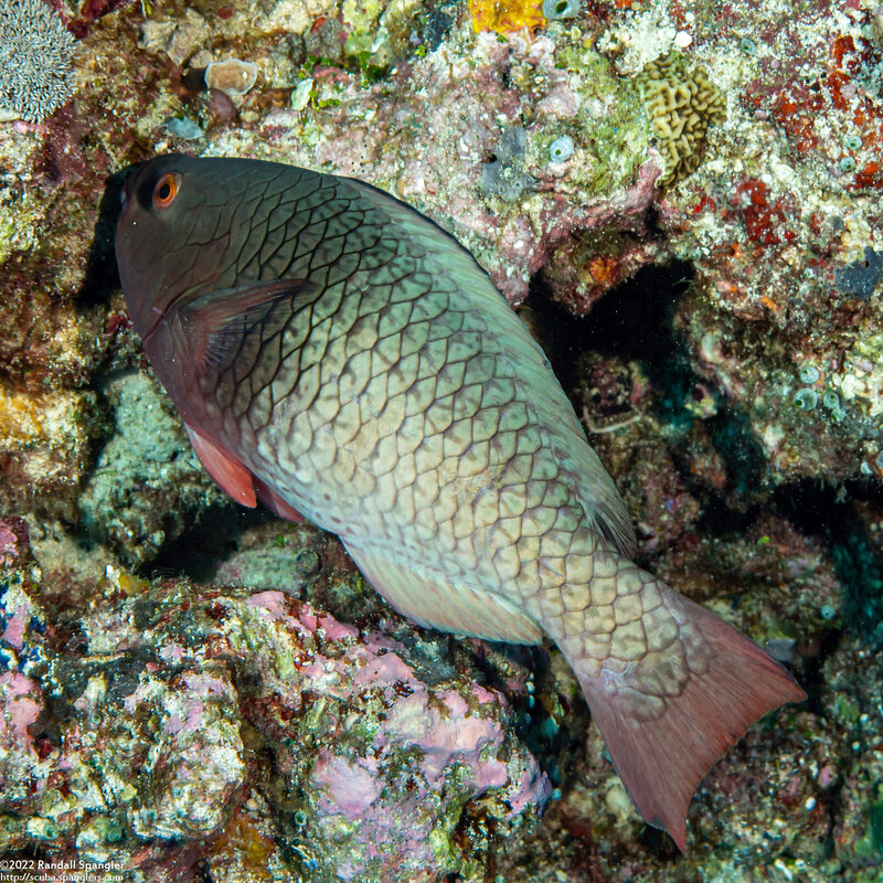 Scarus rubroviolaceus (Redlip Parrotfish)