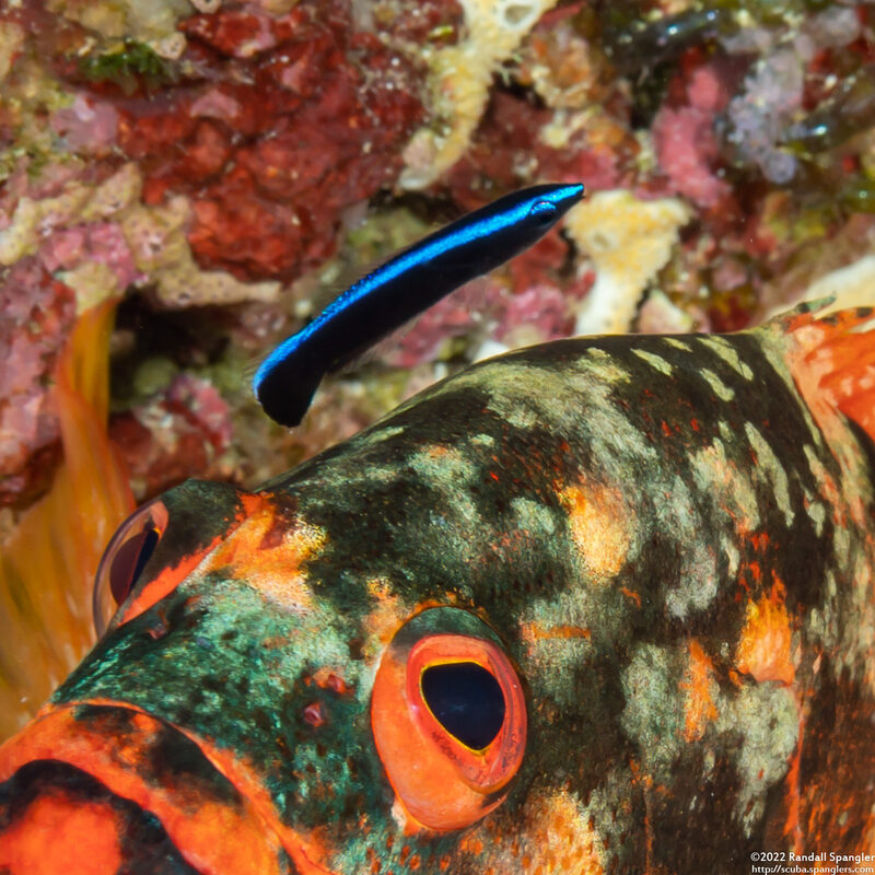 Labroides dimidiatus (Bluestreak Cleaner Wrasse)
