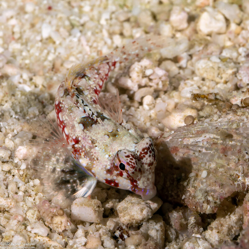 Synchiropus moyeri (Moyer's Dragonet)