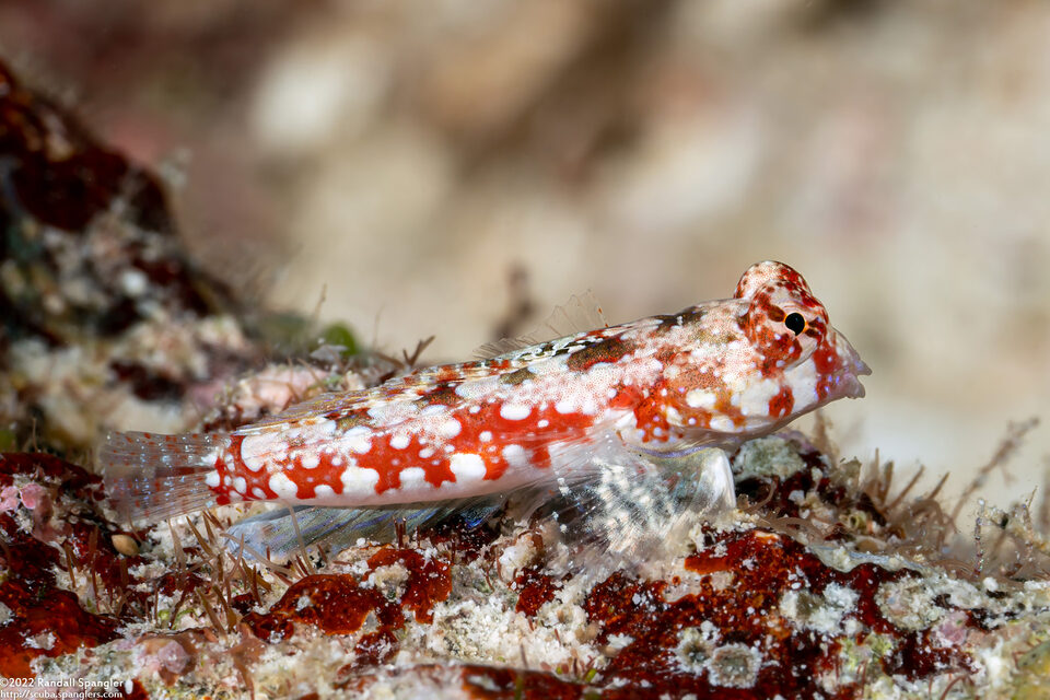 Synchiropus moyeri (Moyer's Dragonet)