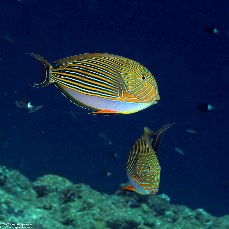 Acanthurus lineatus (Striped Surgeonfish)