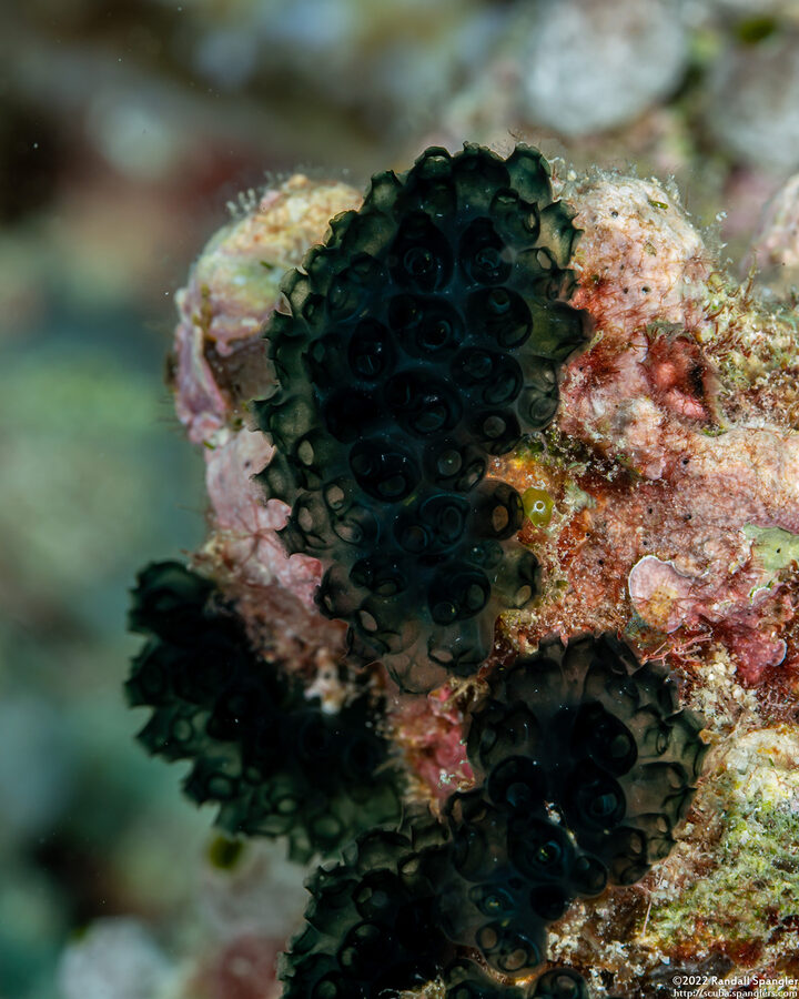 Sigillina signifera (Sigillina Signifera)