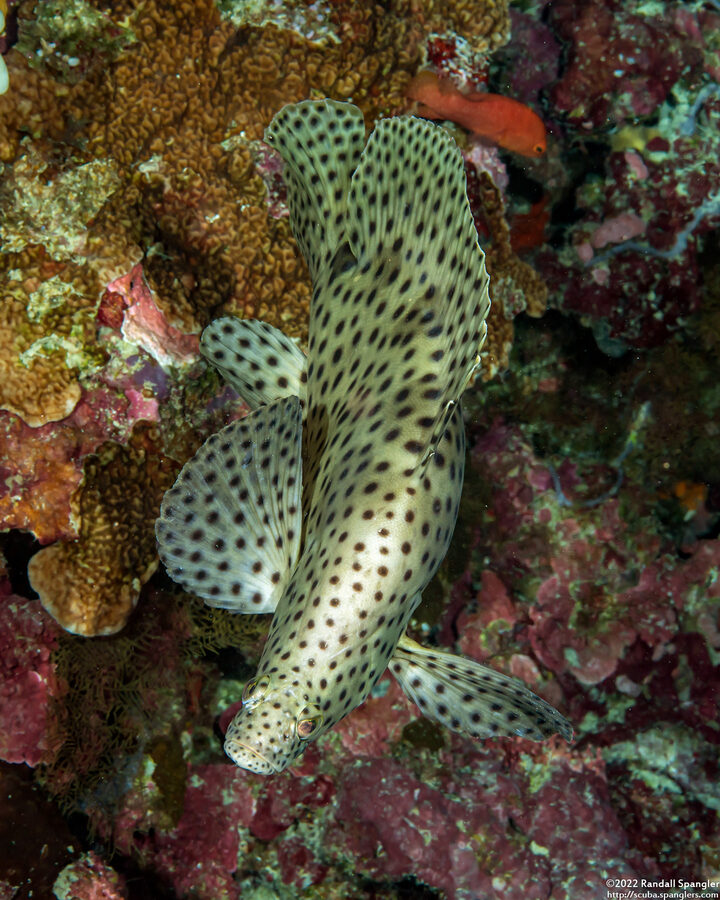Cromileptes altivelis (Barramundi)