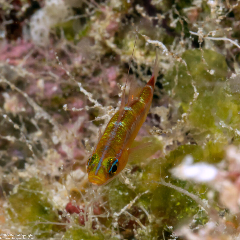Trimma hollemani (Holleman's Goby)