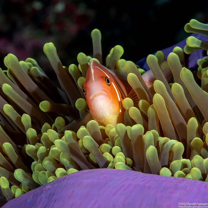 Amphiprion perideraion (Pink Anemonefish)