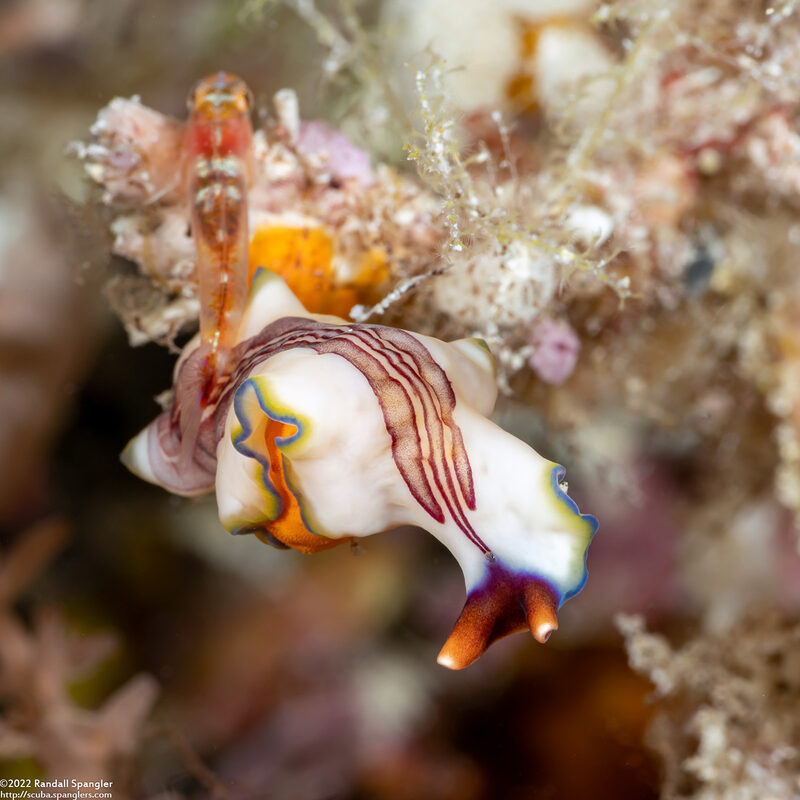 Pseudoceros cf.1 rubrotentaculatus (Pseudoceros cf.1 Rubrotentaculatus)