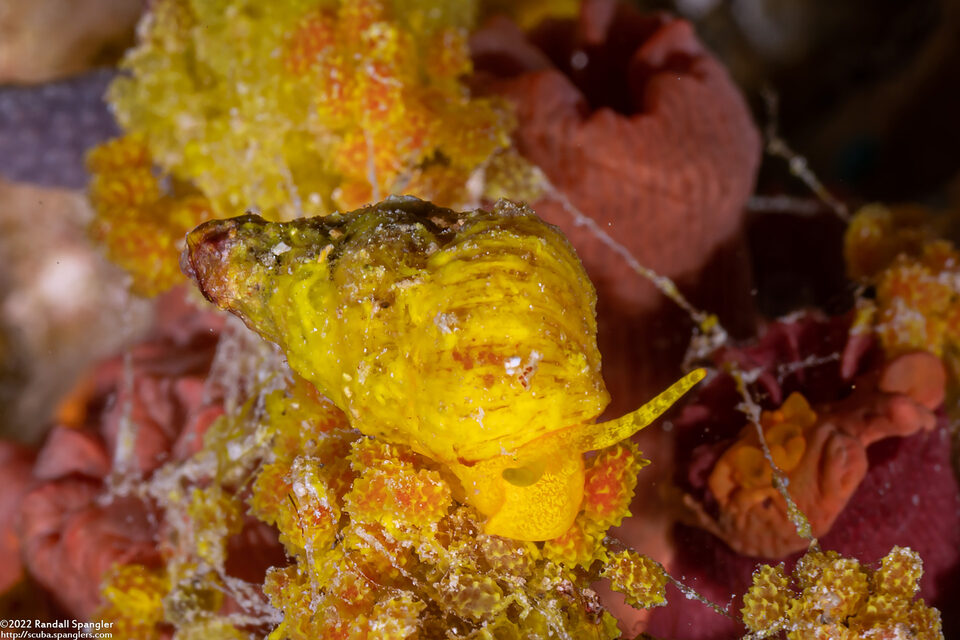 Epidendrium aureum (Golden Wentletrap)