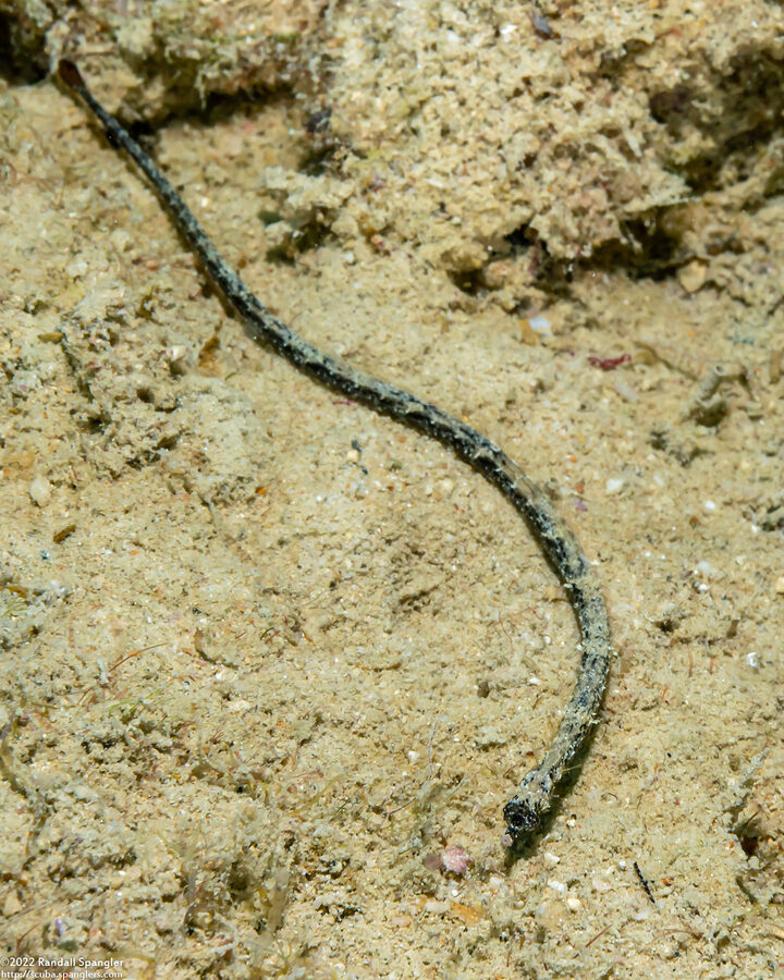 Micrognathus andersonii (Shortnose Pipefish)