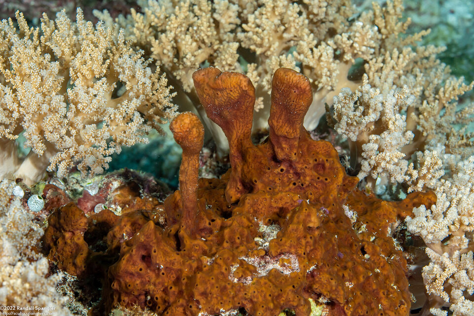 Halichondria sp.2 (Halichondria sp.2)