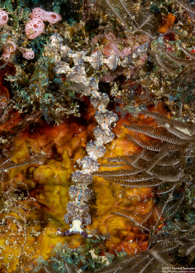 Pteraeolidia semperi (Blue Dragon Nudibranch)