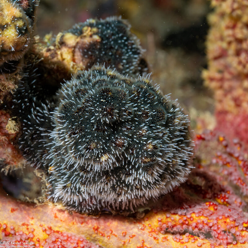 Celleporaria sibogae (Celleporaria Sibogae)
