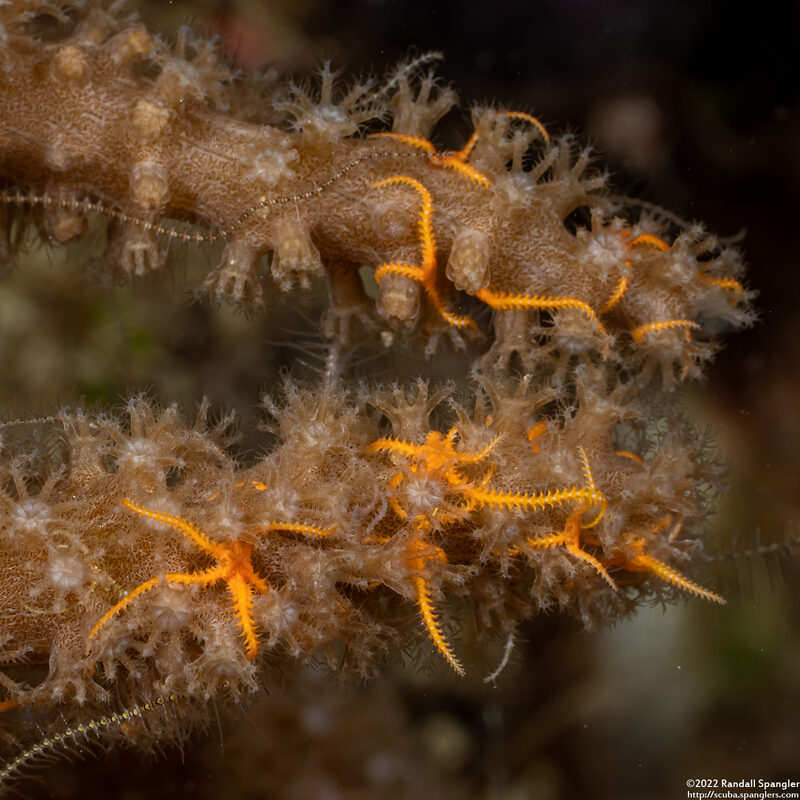 Ophiothela mirabilis (Six-Arm Brittle Star)