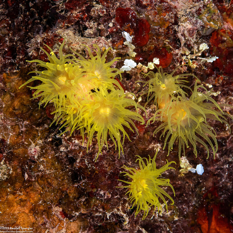 Tubastraea coccinea (Orange Cup Coral)