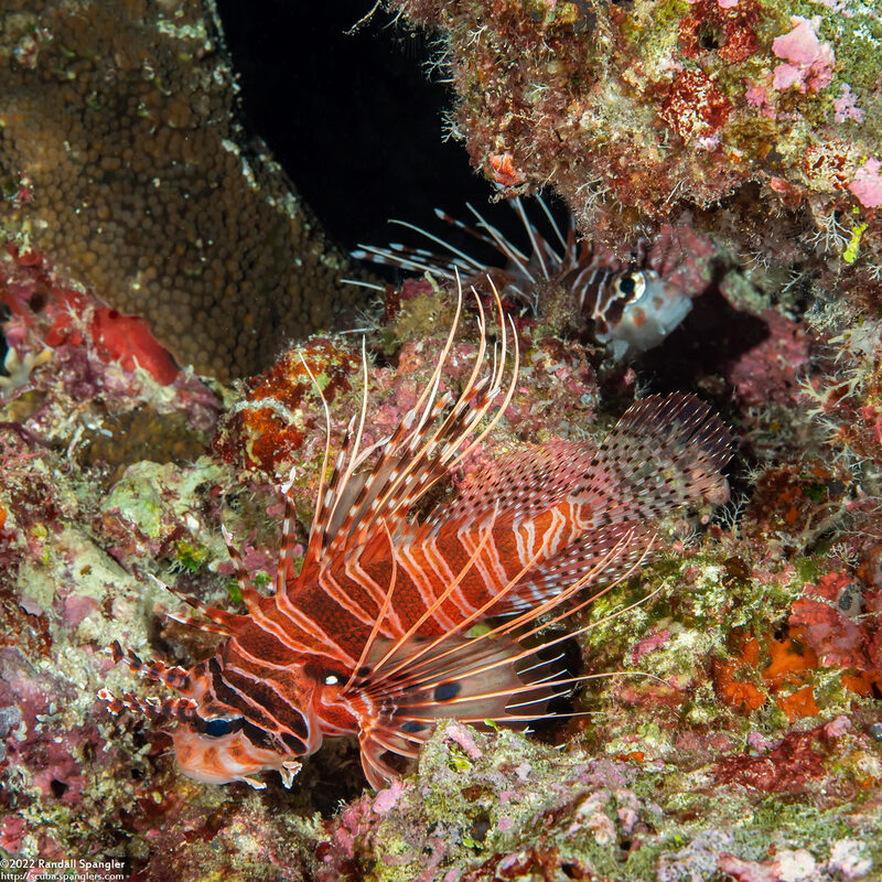 Pterois antennata (Spotfin Lionfish)