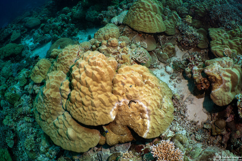 Porites sp.1 (Porites sp.1)