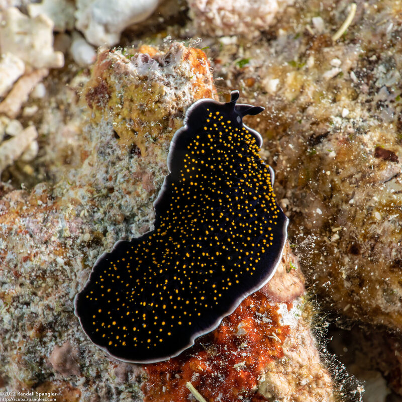 Thysanozoon nigropapillosum (Thysanozoon Nigropapillosum)