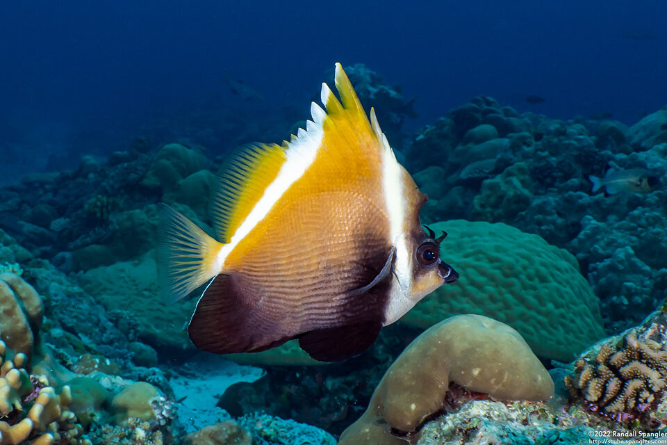 Heniochus varius (Humphead Bannerfish)