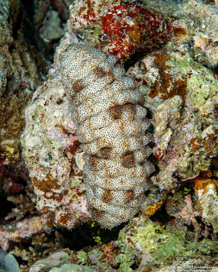 Pearsonothuria graeffei (Blackspotted Sea Cucumber)