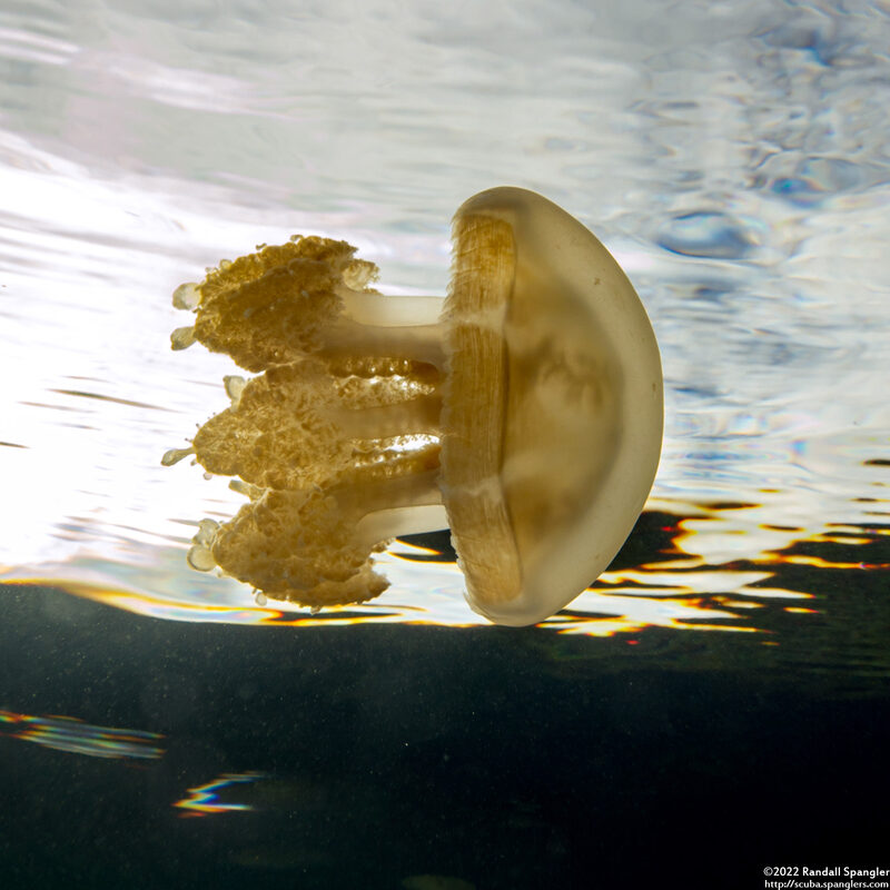 Mastigias papua etpisoni (Golden Jellyfish)