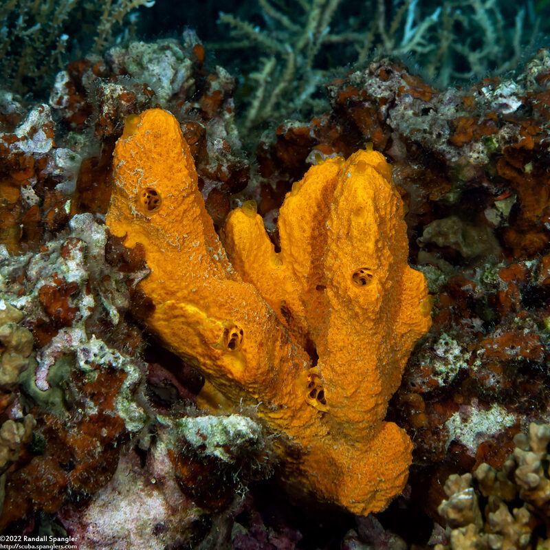 Stylissa massa (Stylissa massa)