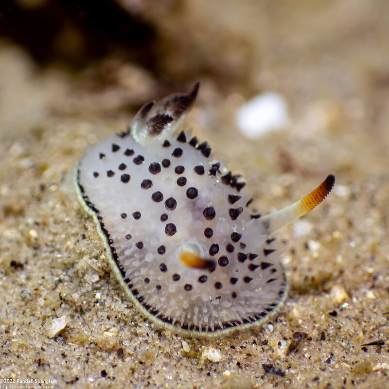 Acanthodoris rhodoceras (Red Horned Nudibranch)