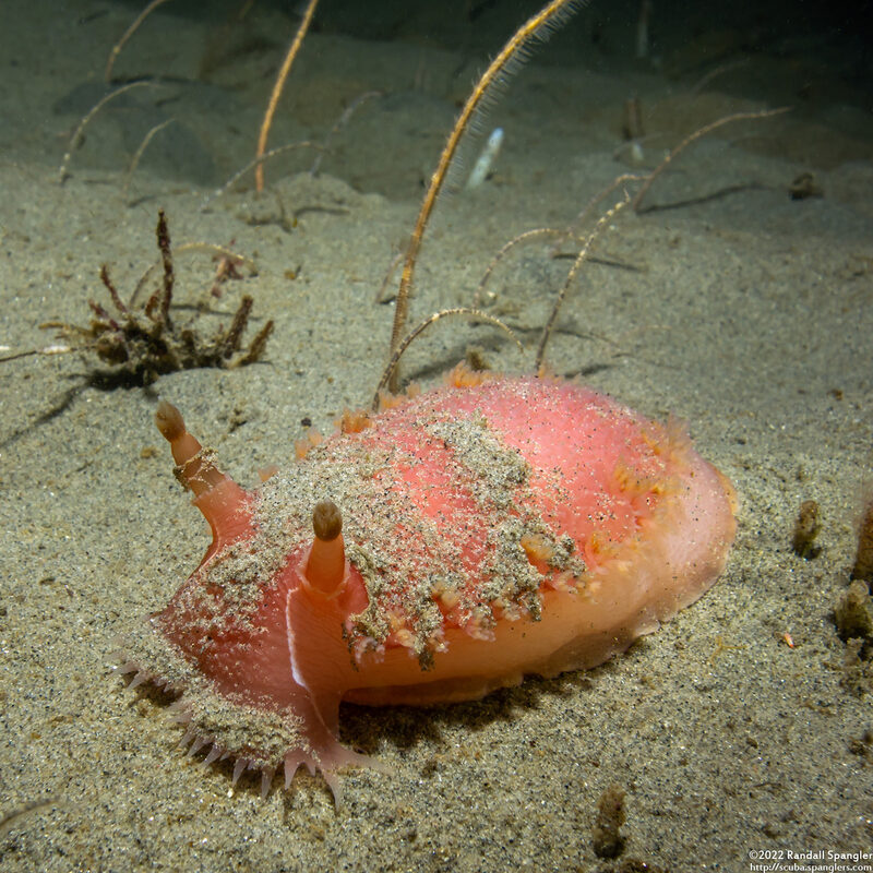 Tritonia tetraquetra (Pink Tritonia)