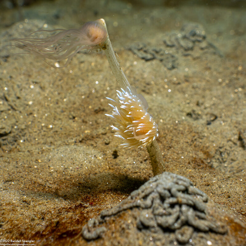 Corymorpha palma (Fairy Palm Hydroid)