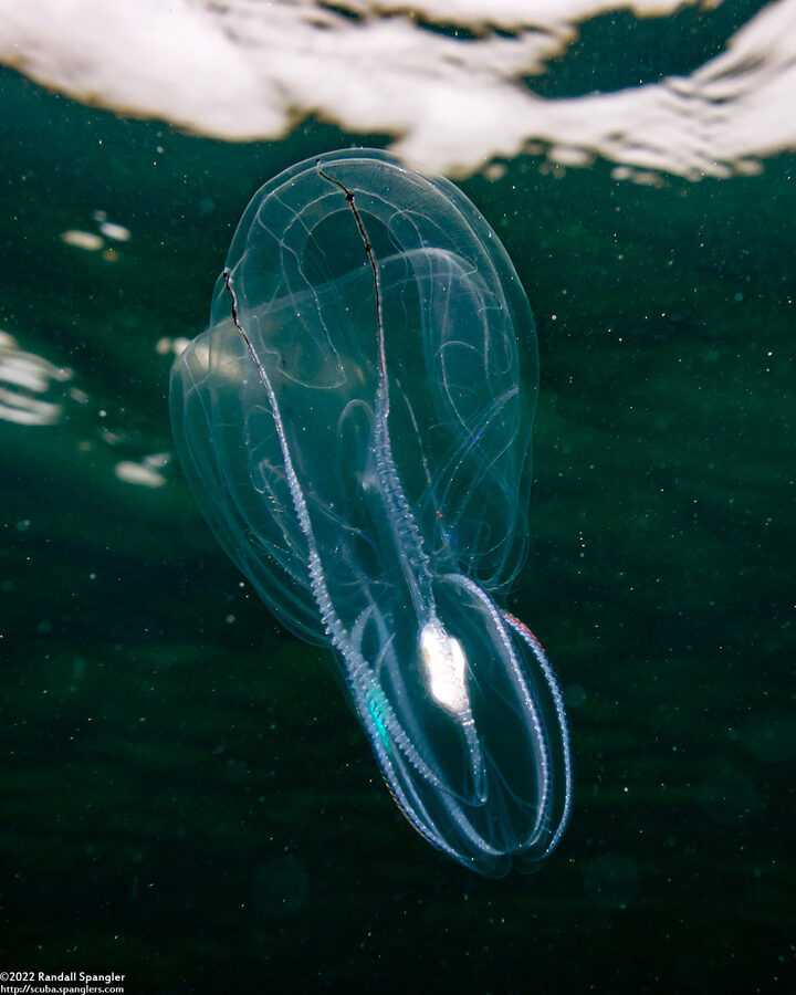 Bolinopsis infundibulum (Lobed Comb Jelly)
