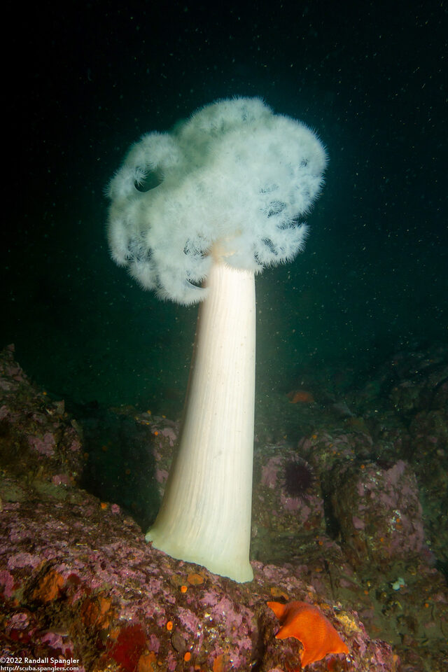 Metridium farcimen (White-Plumed Anemone)