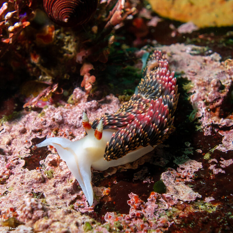 Phidiana hiltoni (Hilton's Aeolid)